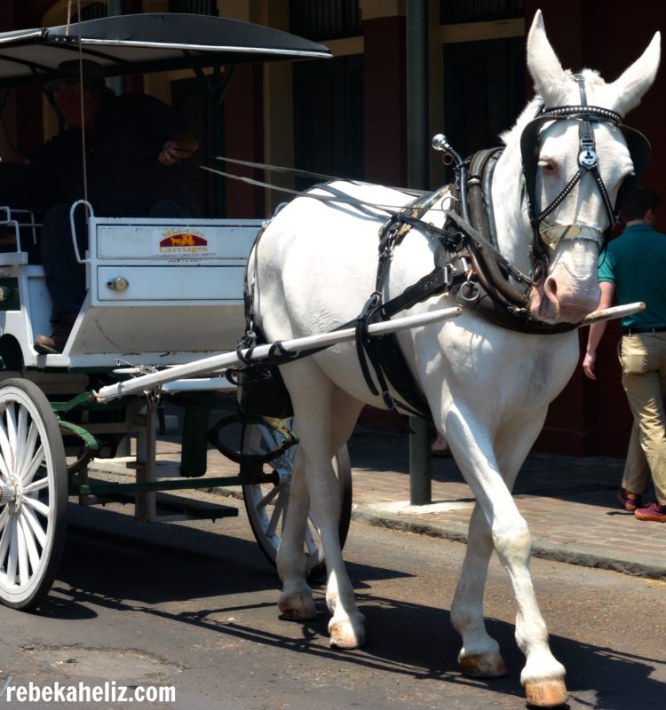 horse jackson square, new orleans, NOLA, horse, jackson square