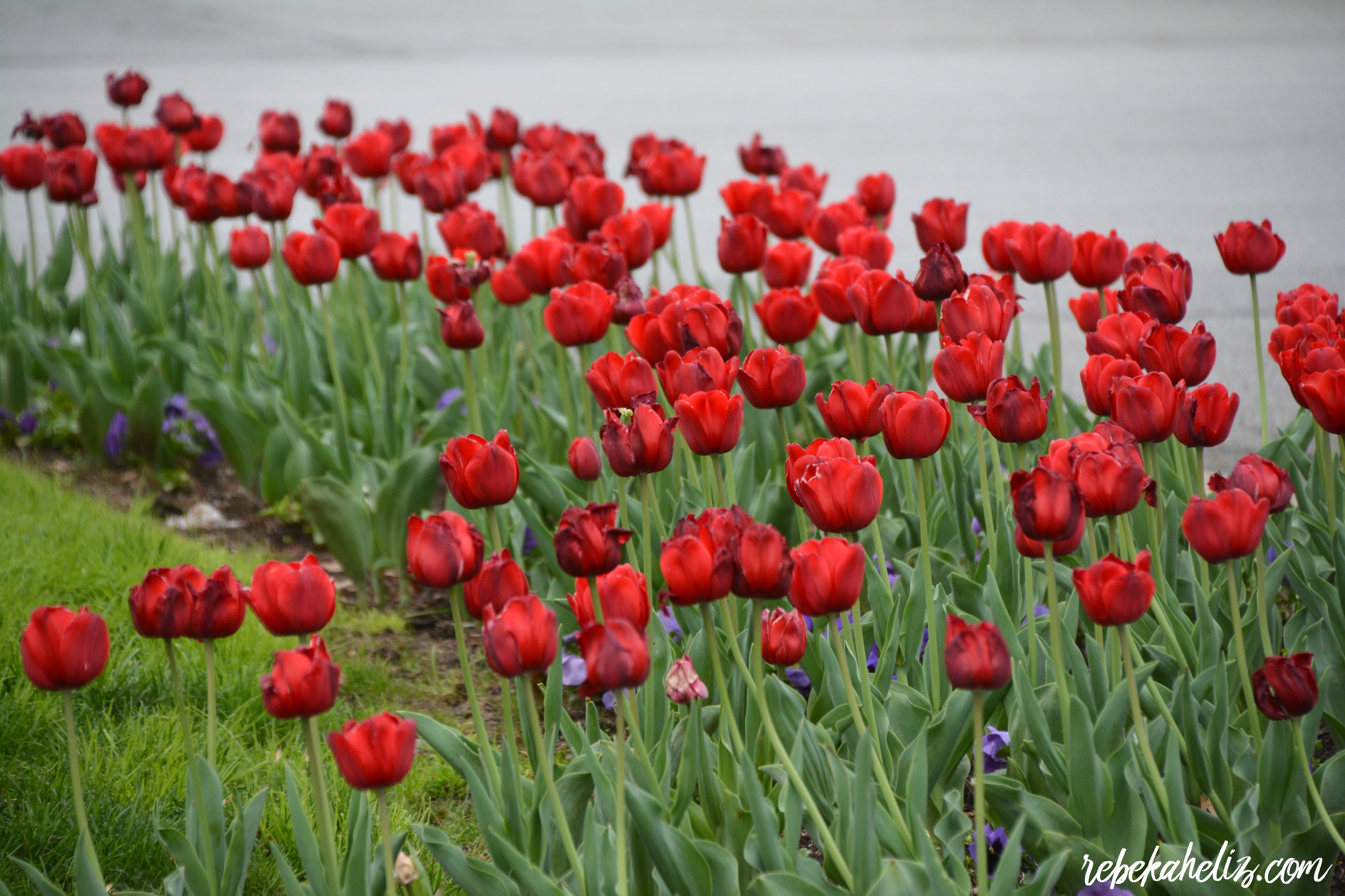 road trip, tulsa oklahoma, tulsa, oklahoma, utica square, tulips, red, red tulips